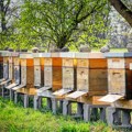 Pčelari u obavezi da tokom aprila veterinarskoj stanici prijave broj košnica