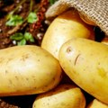 Othranio milione Svetski dan krompira premijerno u četvrtak u Guči Uz brojne specijalitete od „najjeftinijeg proteina“…