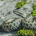 Najezda gmizavaca u Beogradu! Ne dirajte zmije, uplašite ih štapom