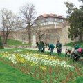 Šareni tepih od cveća na zelenim površinama