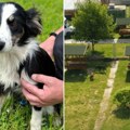 Iz prihvatilišta „zoohigijene” u aprilu udomljena 33 psa