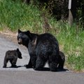"Medvedica nam je došla pod prozor, ima i male": Presladak snimak iz Like