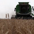 U šabačkom kraju pali prvi otkosi pšenice - prinosi veći, kvalitet roda lošiji nego lane