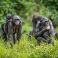 Bonobi nisu toliko miroljubivi kako se mislilo, pokazalo istraživanje
