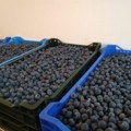 Borovnica u otkupu skuplja od maline