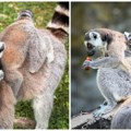 Vaša ideja može biti njihovo ime! Palić dobio četiri preslatka stanovnika: Bebe lemura čekaju imena koja će izabrati građani…