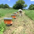 Loša godina za pčelare u Gornjoj Kamenici kod Knjaževca