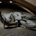 Visoka 4 metra i velika kao slon: Otkrivamo neverovatnu priču o Viki, najočuvanijem skeletu mamuta u Srbiji