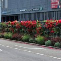 „Zelenilo” počelo sa sadnjom sezonskog cveća: Najveći broj cvetova krasiće Stari grad, Palilulu, Novi Beograd i Savski…
