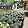 (Foto) na vojvođanskim poljima lubenica na pretek Tropske vrućine ubrzale sazrevanje bostana; Slatke, a evo da li će biti i…