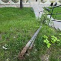 Građani besni: Pirot ulaže u zelenilo, a neko sve to uništava preko noći