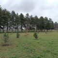 Pored "Čika Dače" 135 novih sadnica: Zeleni pojas Velikog parka širi se ka Muzeju „21. oktobar“ (FOTO)