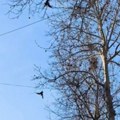 Uznemirujući prizori u Kragujevcu! Građane preplašilo ono što visi sa drveća: Svi se pitaju zašto!? (video)