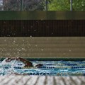 Svetsko plivanje ukinulo zabranu za ruske i beloruske sportiste