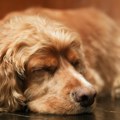 Veterinar upozorava: "Ako vaš pas odjednom odbija da izađe napolje kada padne mrak, odmah proverite ove stvari"