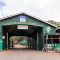 Drama u Africi: Pronađeno deset mrtvih lavova