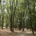 Košutnjak nije samo oaza zelenila u srcu Beograda – on je i trezor šumskog genetičkog blaga Srbije