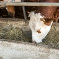 Nauka i poljoprivreda u sprezi: Kako povećati mlečnost naših muznih krava na 40 litara mleka dnevno?
