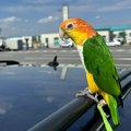 Horgoš: Sprečeno krijumčarenje zaštićene vrste papagaja
