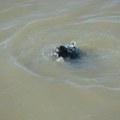 Telo muškarca pronađeno na jezeru! Horor prizor u Bačkoj topoli (foto)