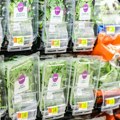 HITNO! Iz prodaje povučene dve vrste salate: Proizvodi se moraju odmah BACITI - pronađena opasna BAKTERIJA