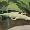 Uginuo albino aligator, nezvanična maskota San Franciska