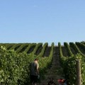 Berba grožđa ove godine počela ranije: Evo kako će to uticati na kvalitet vina