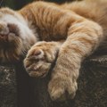 Naučnici otkrili razlog zašto mačke predu: Barem misle da jesu