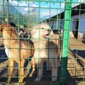 Od sledeće godine sterilizacija kućnih ljubimaca za sve o trošku grada