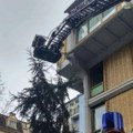 O njima danas priča čitav Novi Sad: Vatrogasci spasli mačku koja 7 dana nije mogla da siđe sa drveta (foto)