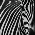 Incident u beogradskom Zoološkom vrtu! Zebra povredila dete i posetioca!