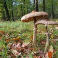 Horor u šumi! Berač pečuraka (70) pronađen mrtav s otkinutom glavom! "Nindža medvedi" terorišu ljude po Japanu, sve više…