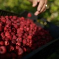 Belgija pronašla kadmijum u malinama iz Srbije