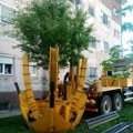 Vadilica za drveće premestila tri kavkaska bresta u Pančevačkoj ulici