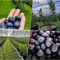 Dnevno uberu i do 20 kilograma borovnica: Evo kolike su dnevnice za berbu u Erdeviku! "Svako ko želi, dobrodošao je"!