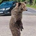 "Medved bacio kamen na nas, razbio stakla na autu, pogodio me u rame" Neverovatna priča Veljka i Nikole iz Crne Gore! "Bio je…