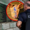 (Foto) svinjska glava na kojoj piše "Makron": Ovako je grupa Srba terorisala ljude po Evropi, BIA ih pohvatala
