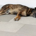 Veterinari upozoravaju: Ovo je znak da tvoj pas noću pati!