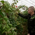 Овај принцип спасава српску малину: Нова ера производње доноси високе цене и двоструку бербу!