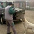 Napušteni psi sklonjeni sa bujanovačkih ulica