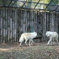 Tužilaštvo tvrdi da nije bilo ubijanja i zlostavljanja životinja u zoološkom vrtu Palić