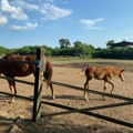U ŠETNjI KROZ KARAĐORĐEVO: Od poznatog lovišta do mesta sa ergelom, muzejom i školom jahanja ponija