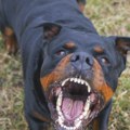 Stravičan napad pasa u Australiji: Rotvajleri izujedali svoju vlasnicu, lekari se bore da joj spasu ruku