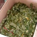 Policija u Sremskoj Mitrovici zaplenila džakove sa više od 20 kilograma sirove marihuane, uhapšen osumnjičeni