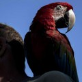 Još jedna krivična prijava u Subotici: Kod osumnjičenog pronađene zaštićene vrste papagaja
