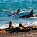 Nasukalo se više od 200 delfina na obalu Krima: Samo devet životinja preživelo