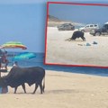 Бик улетео на плажу и избо жену: Нико није смео да приђе да јој помогне направила велику грешку пре напада (видео)