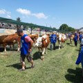 U Bujanovac stižu 92 junice simeltanske rase