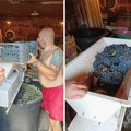 Poranila berba grožđa u Tarašu: Vinogradari se nadaju da će vino biti dobrog kvaliteta