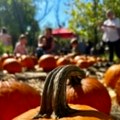 Bundeve kao simbol jeseni i izvor prihoda za male farmere u SAD